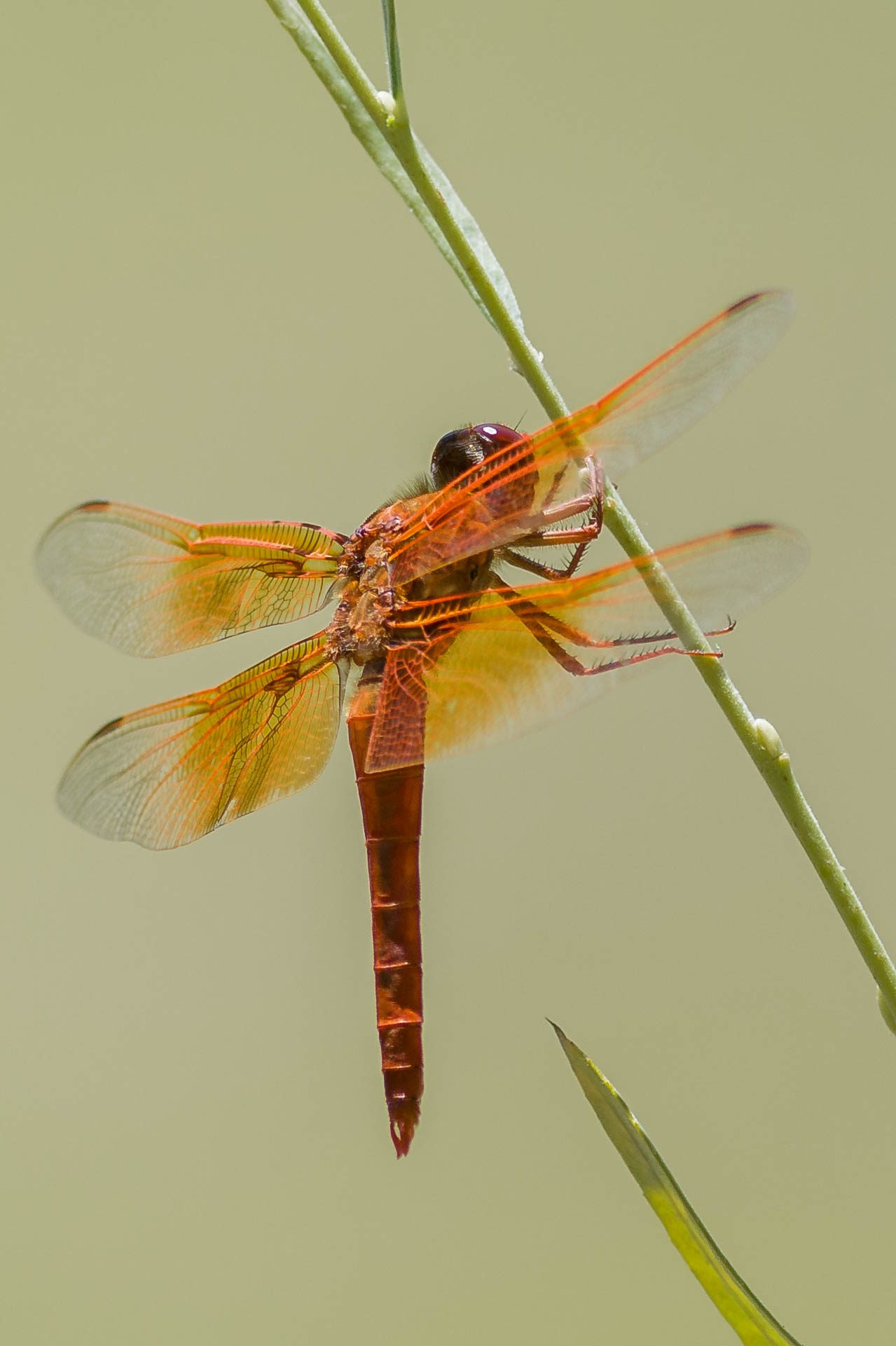 Flame Skimmer Image